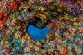   heartshaped hole coral cave ceiling Bonaire Island. heart-shaped heart shaped Island  